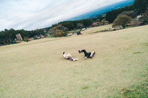 日本prewedding，日本prewedding推薦，日本婚紗攝影，日本婚紗攝影價錢，日本婚紗拍攝，日本婚紗攝影推薦，日本婚紗照，oversea prewedding，oversea prewedding 推薦，overseas prewedding，overseas prewedding photoshoot，overseas pre-wedding photography packages，overseas prewedding 推薦，overseas pre wedding 婚紗，overseas prewedding 價錢，prewedding shoot overseas